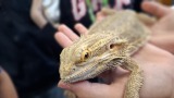 Exotická návštěva v 7.B: Seznámili jsme se s agamou Péťou