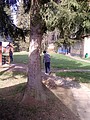 Obrázek v galerii